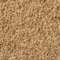 BA Re-cleaned Whole Barley